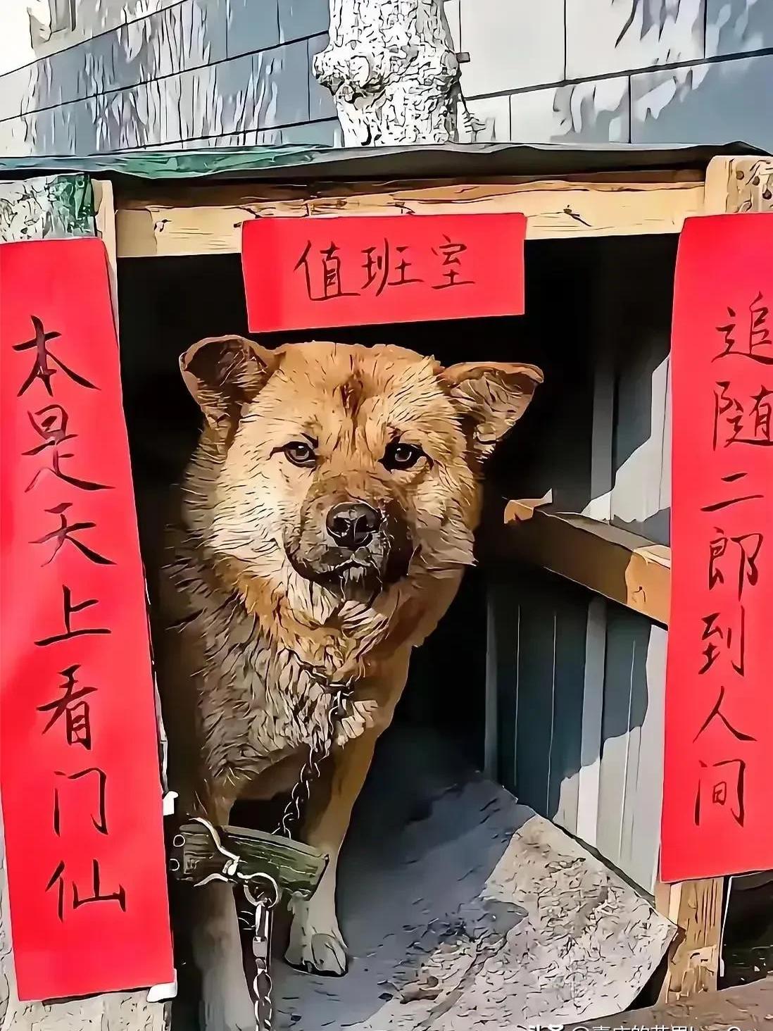 你看给狗窝贴上对联一下子仪式感拉满整个春节的氛围都更热闹了