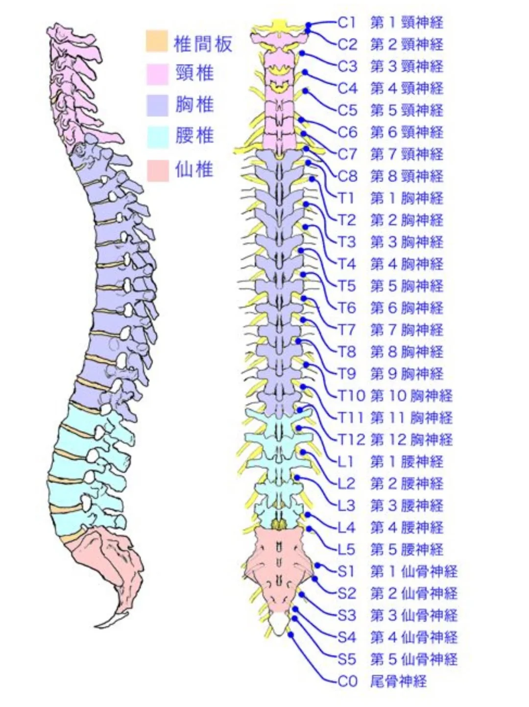 骨骼构成复杂图片