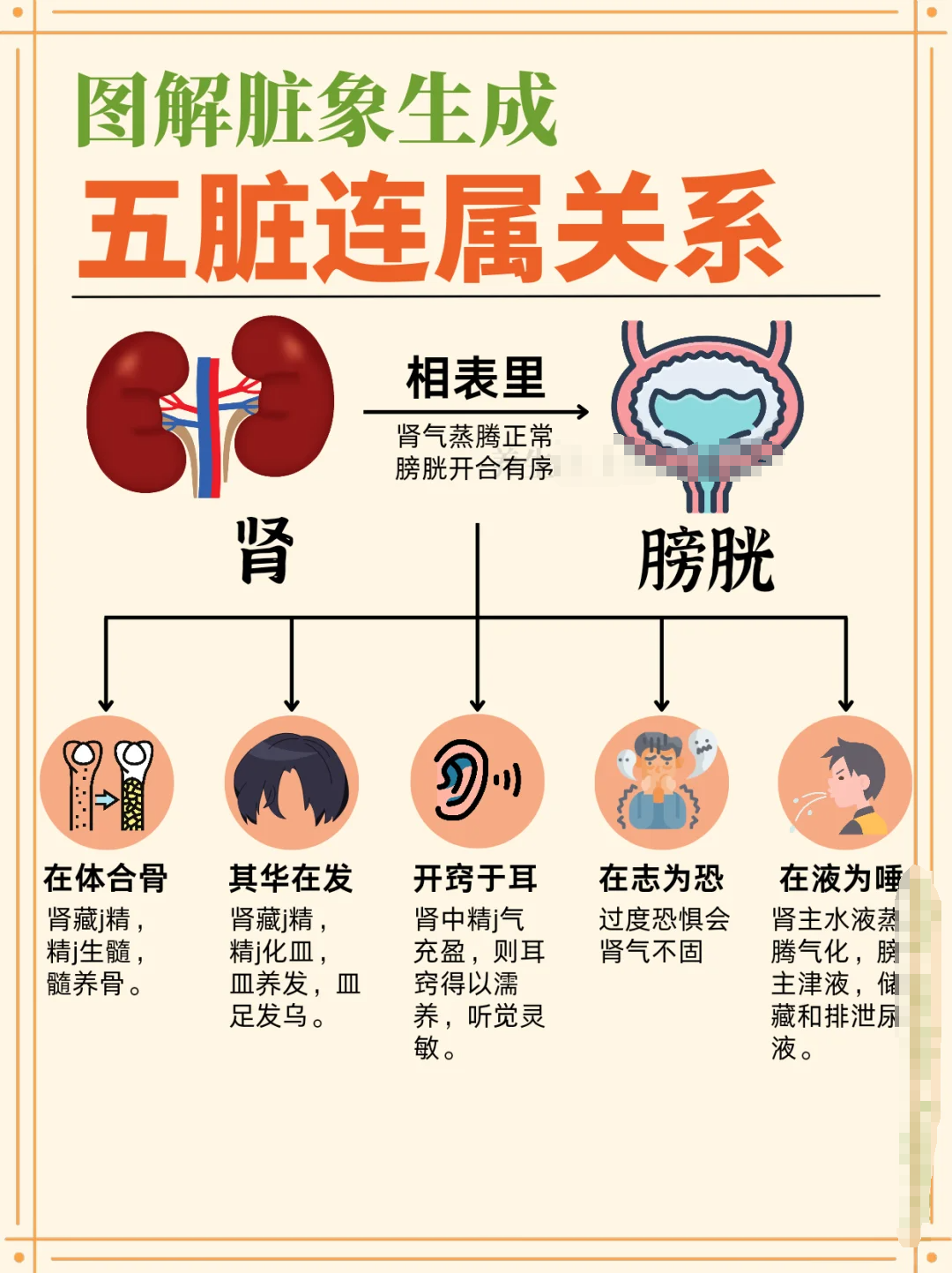 寸关尺分配的脏腑图解图片