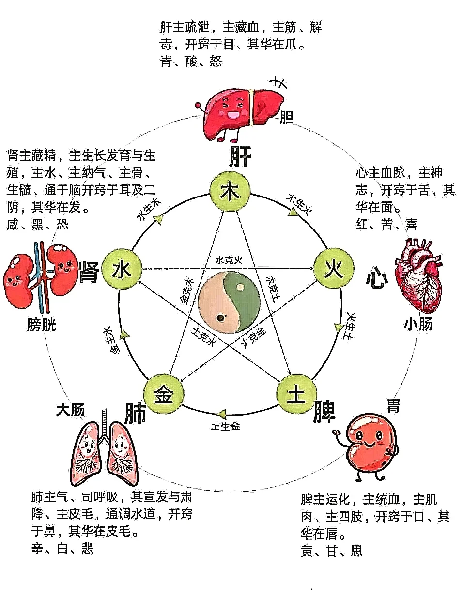 五脏气血循环示意图图片