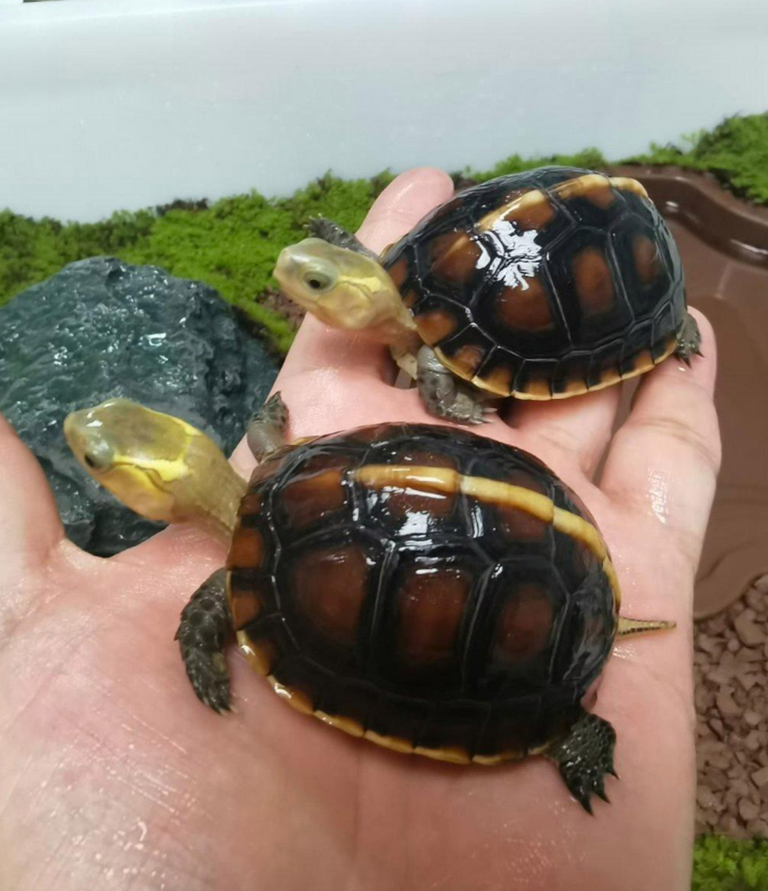 这种乌龟怎么还带合模缝的