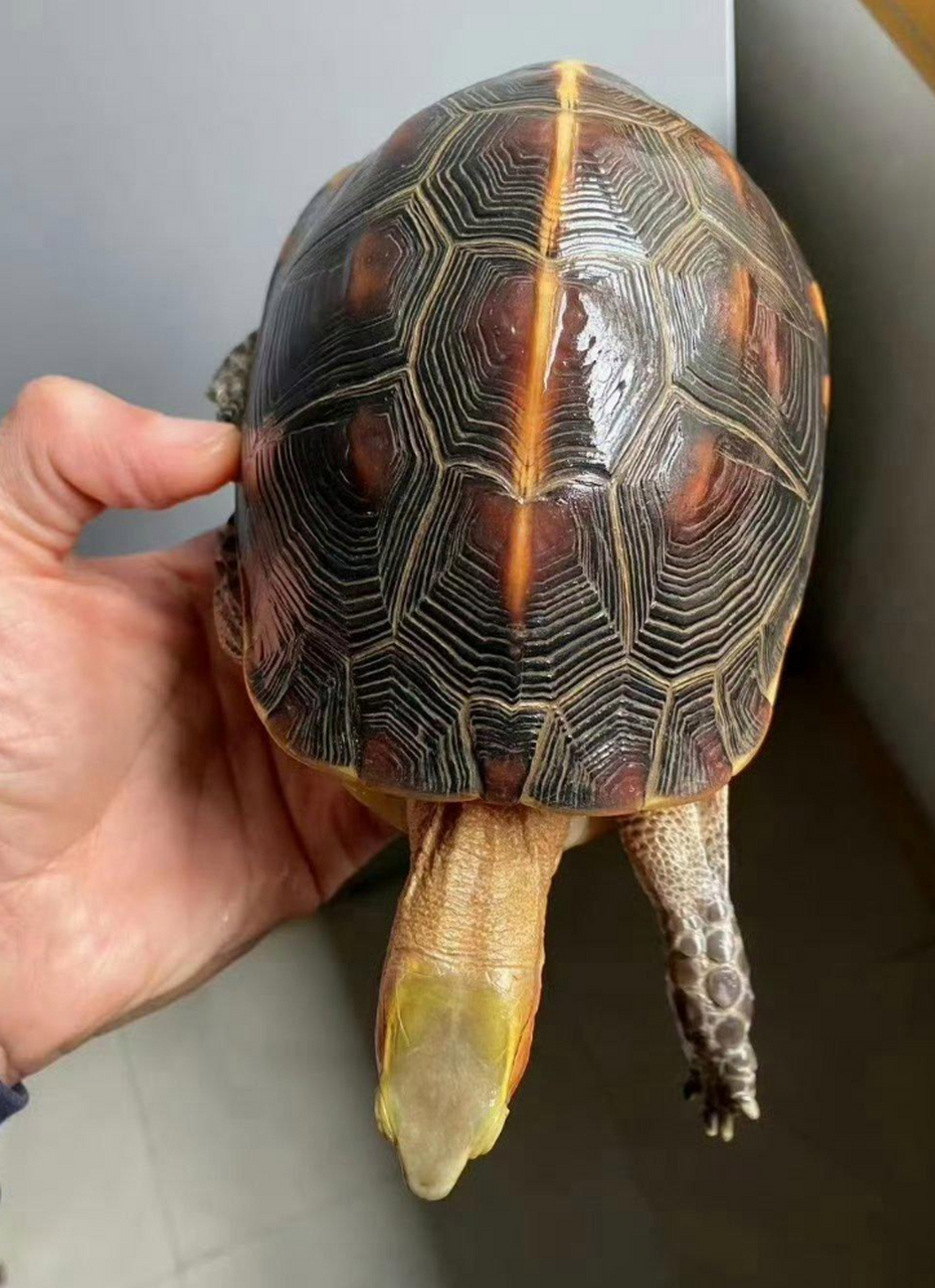 这种乌龟怎么还带合模缝的