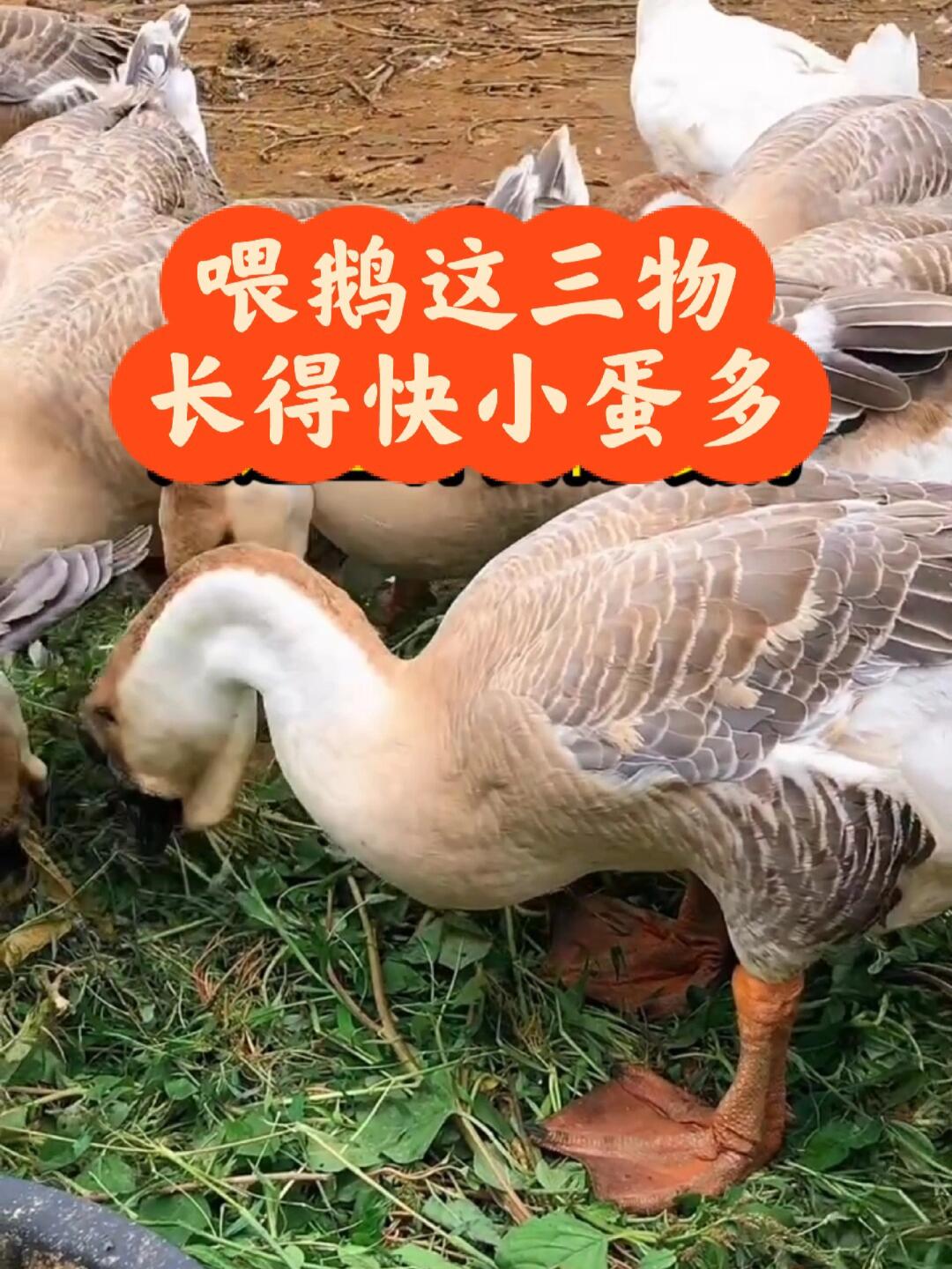 鹅小时候长什么样子图片