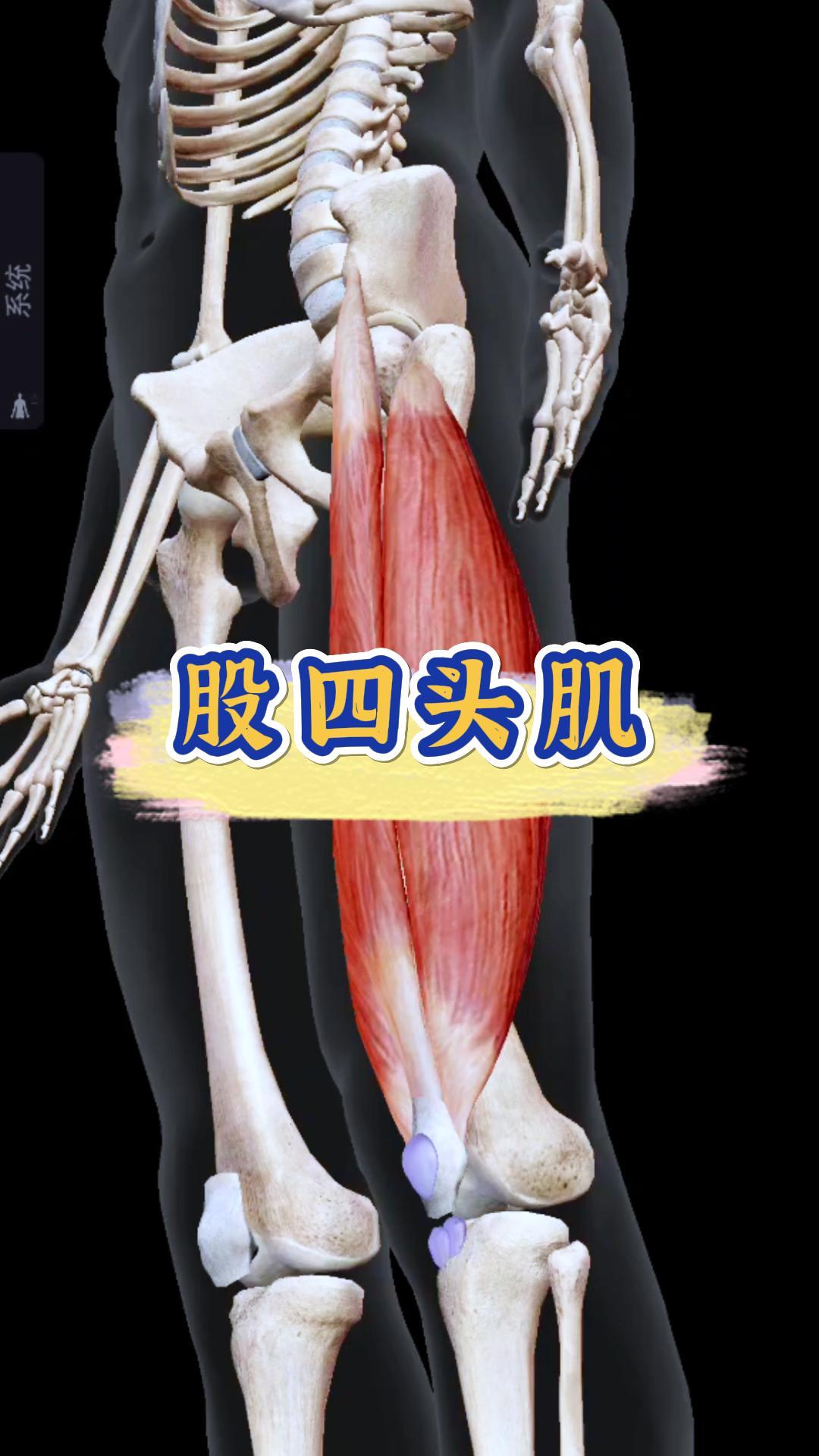 【跟小彬一起学肌肉,股四头肌参与人体哪些动作】 股四头肌是位于大腿