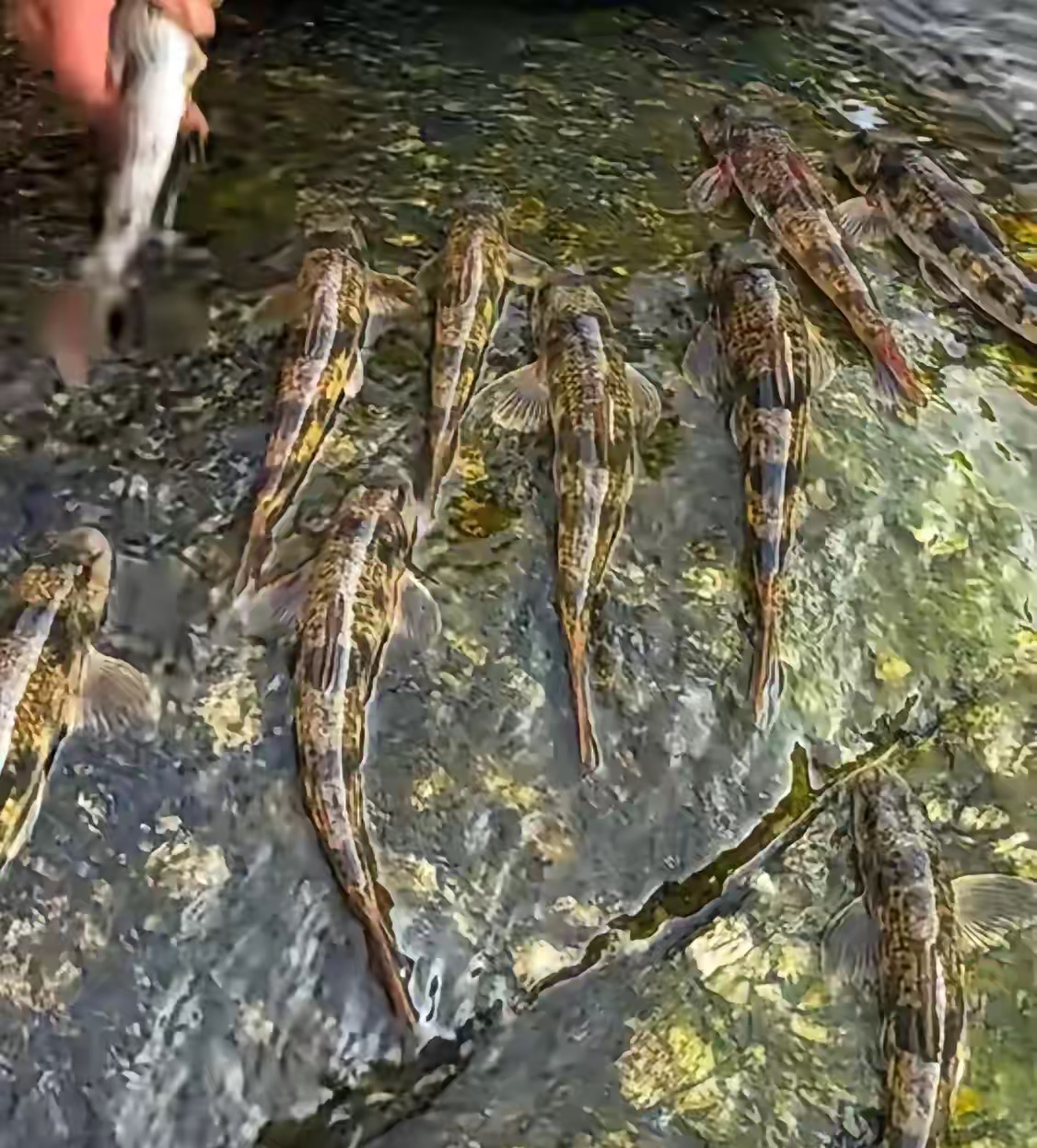 趴趴鱼趴在石头上的鱼叫什么名字趴在石头上的淡水鱼趴在石头上的鱼是