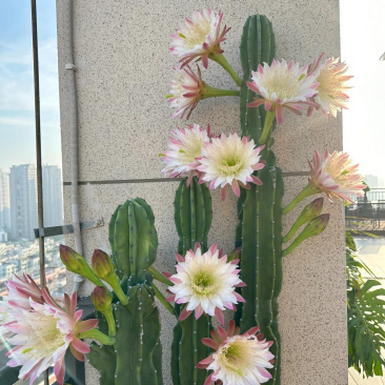 原来仙人掌开花也这么漂亮啊