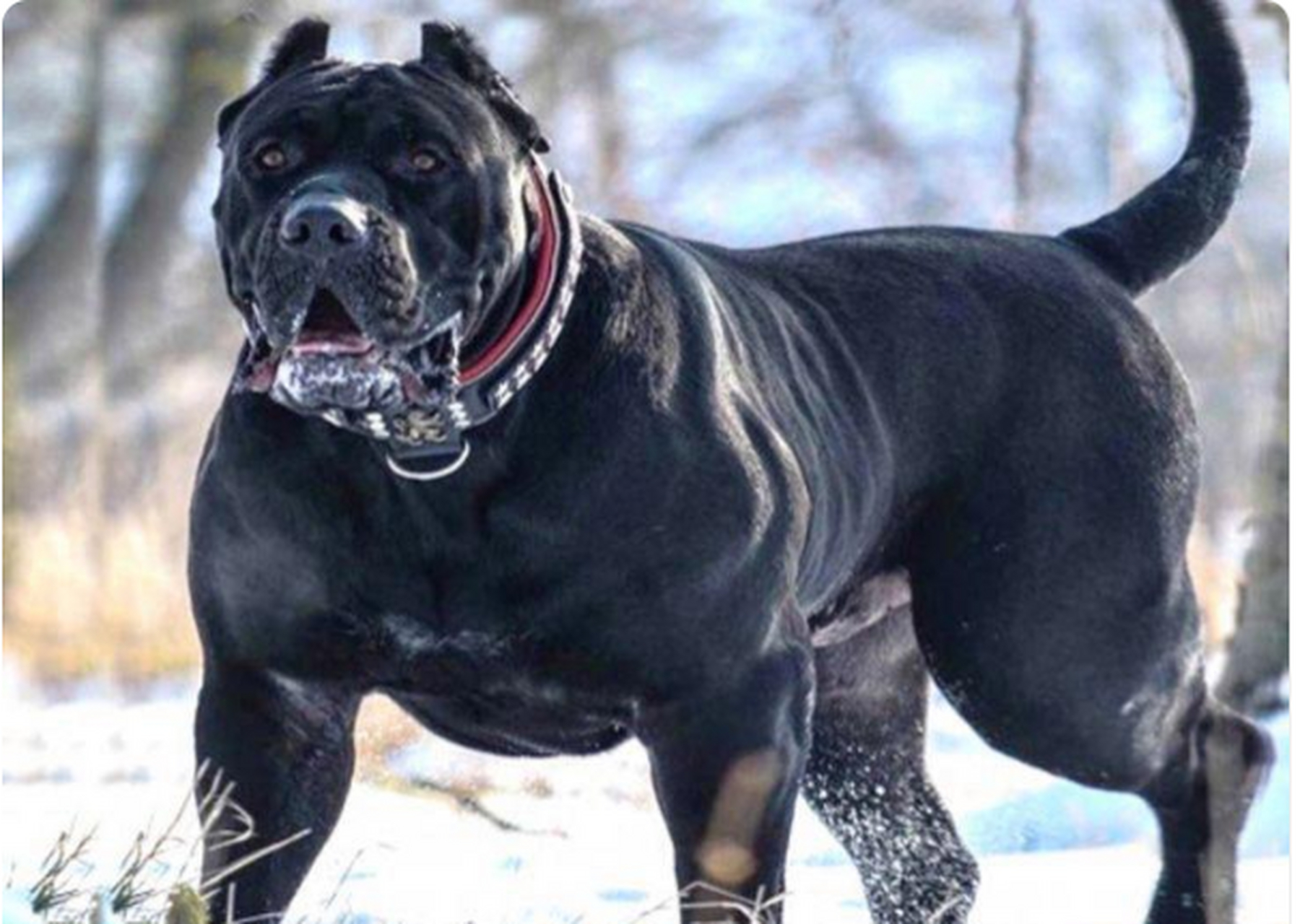 鬼獒,意大利卡斯罗犬,阿根廷杜高犬,        #动态连更挑战# .