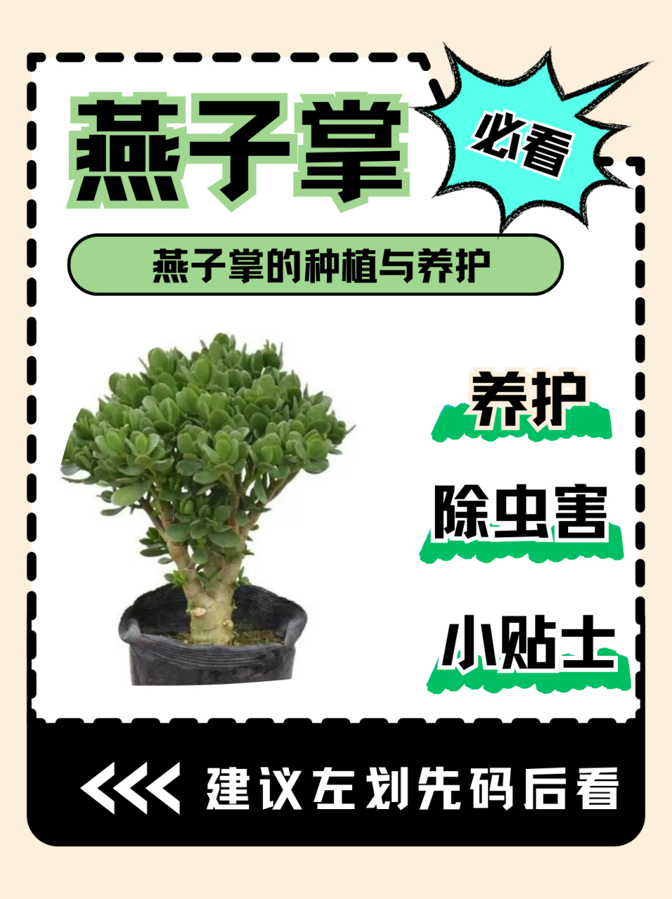 玉树中哪个品种最名贵  在玉树的各种品种中,‌燕子掌被视为最为