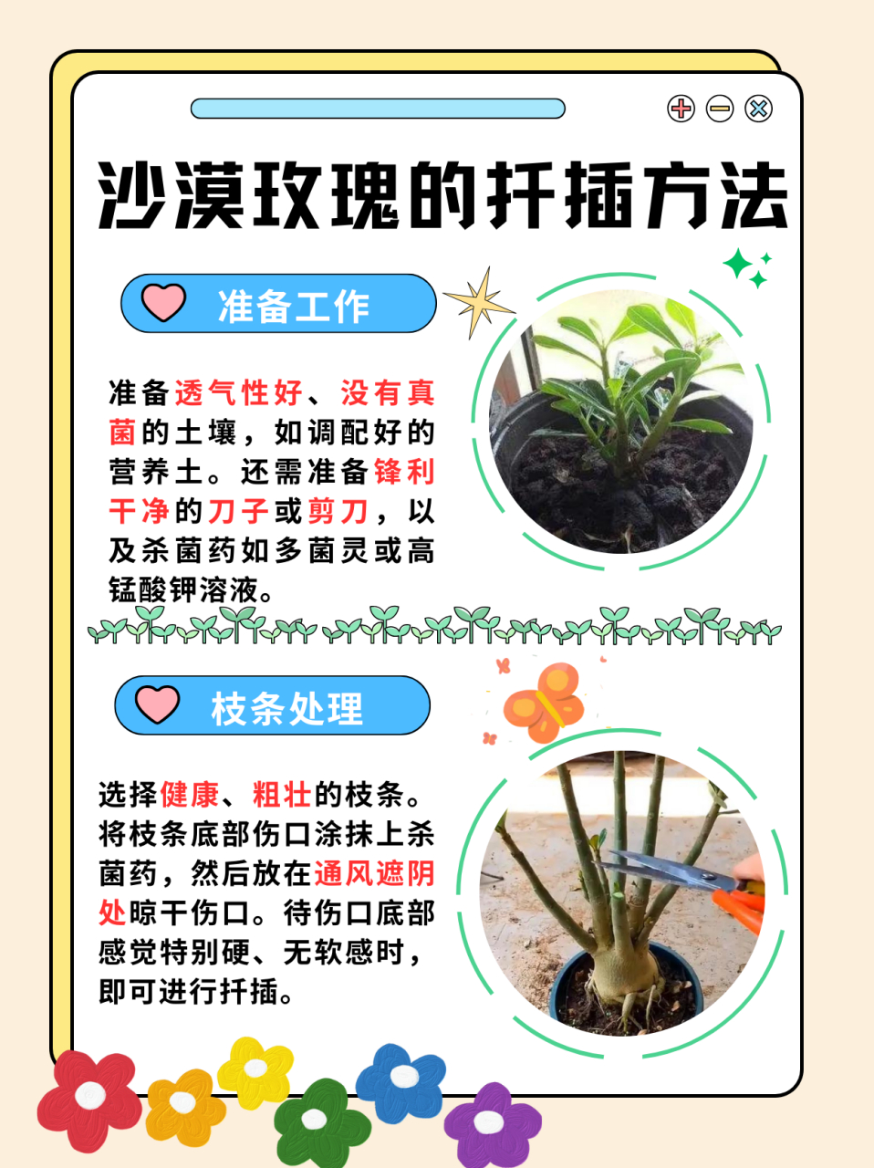 沙漠玫瑰的扦插方法  沙漠玫瑰经常用扦插方法进行繁殖,其实扦插很