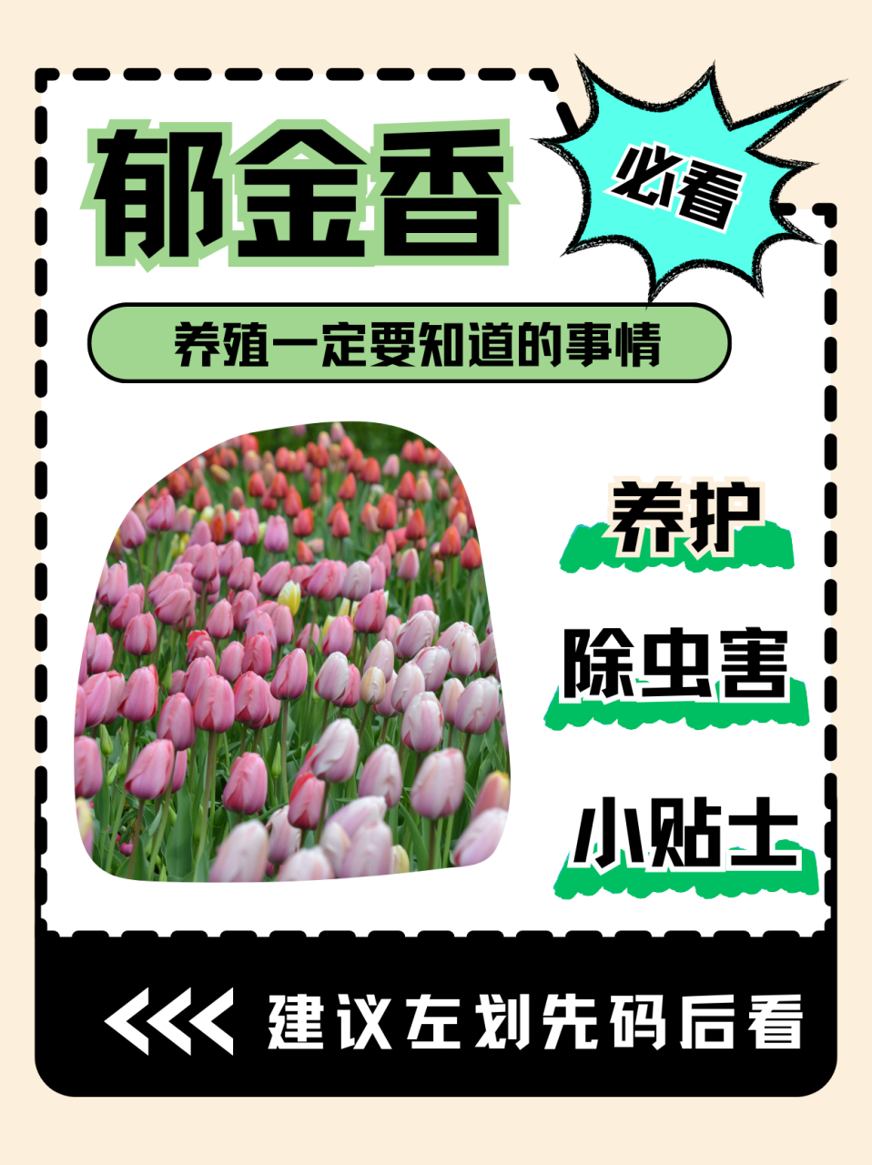 郁金香能开几天花  郁金香的花期通常在 7 - 15 天左右,但具体开花