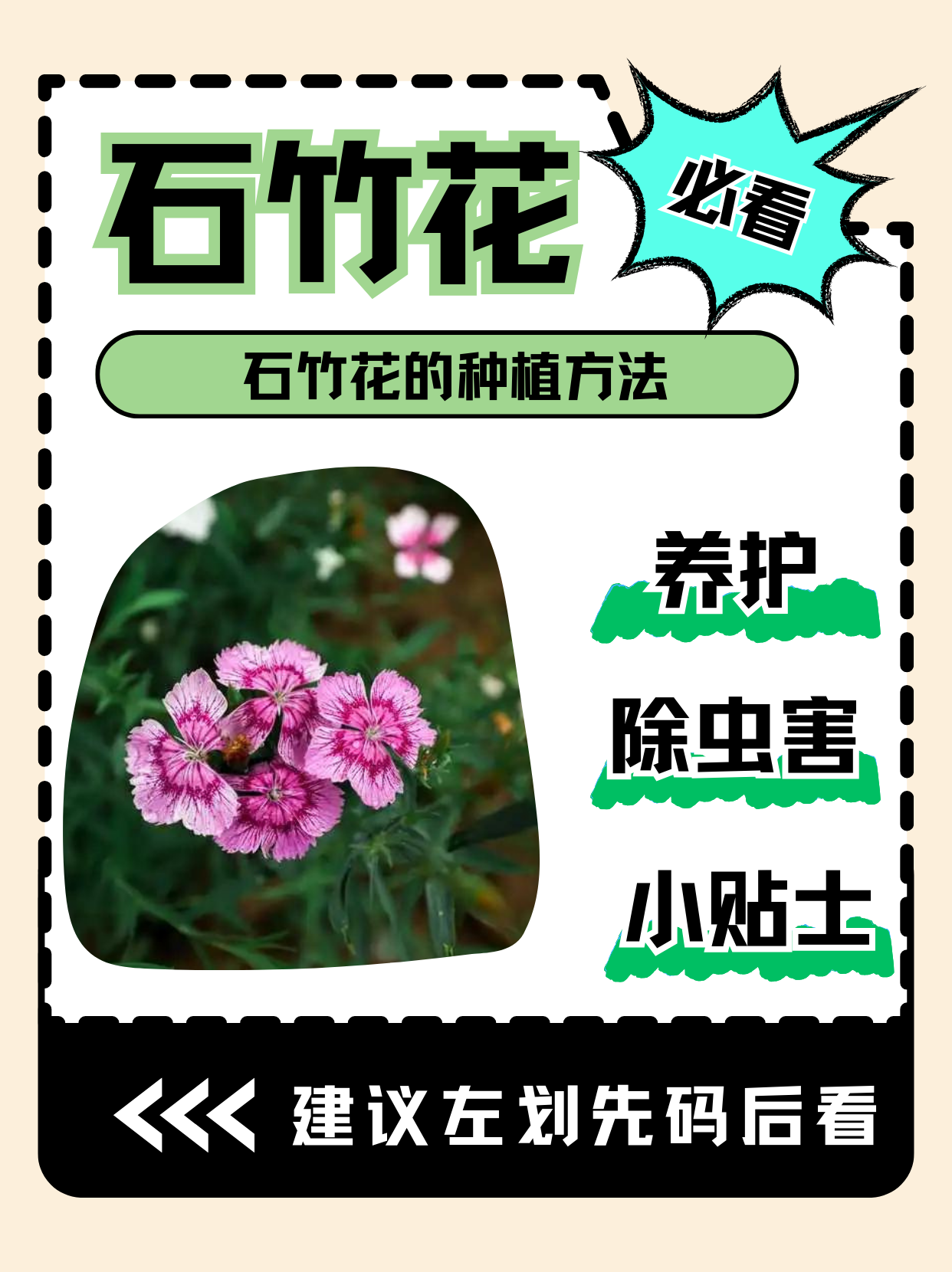 家庭盆栽石竹花的方法图片