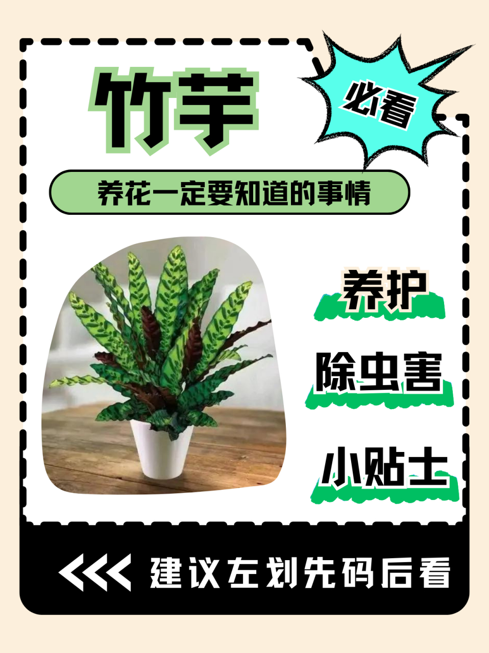 下面来讲一下竹芋怎么养殖吧.