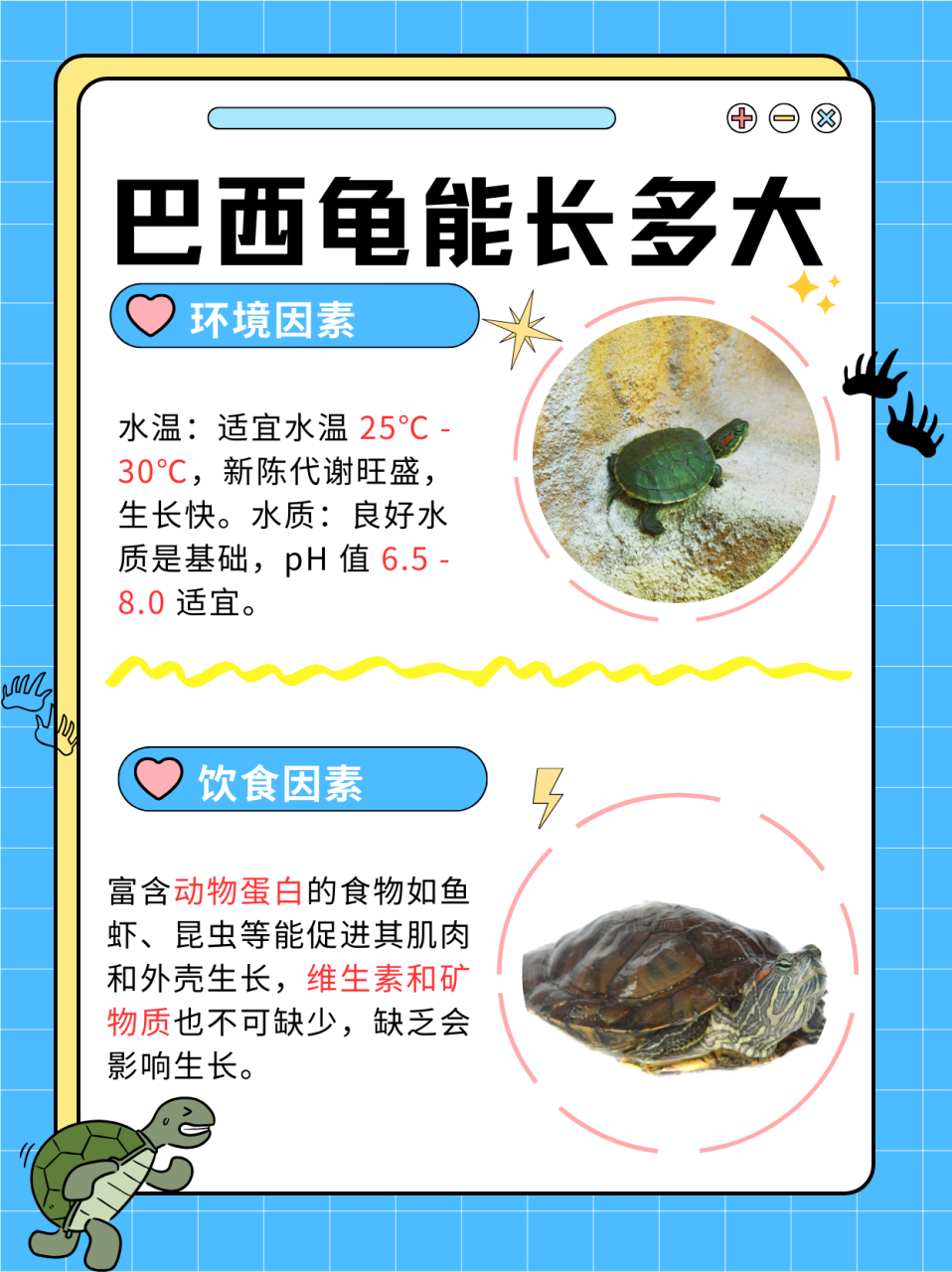 巴西龟最大能长多大  巴西龟98,68作为一种常见的水族宠物,68其