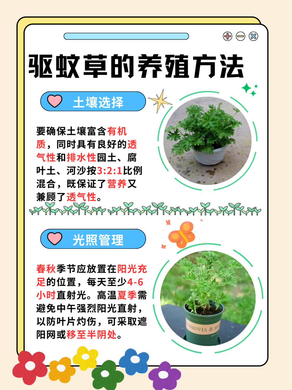 驱蚊草的养殖方法  顾名思义,驱蚊草就是能够驱赶走文字的植物,在蚊子