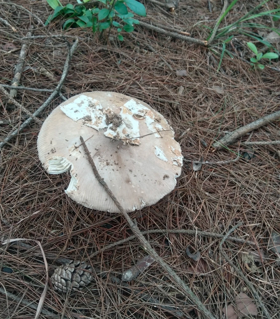 今天捡了好多这种菌子,有人认识不?