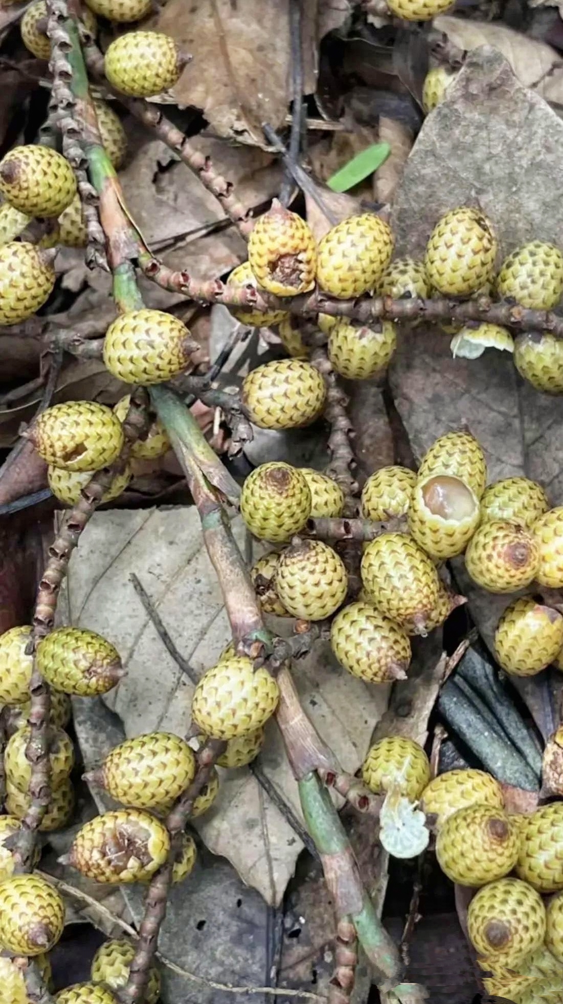 听说这果子叫做蛇果,是真的吗?