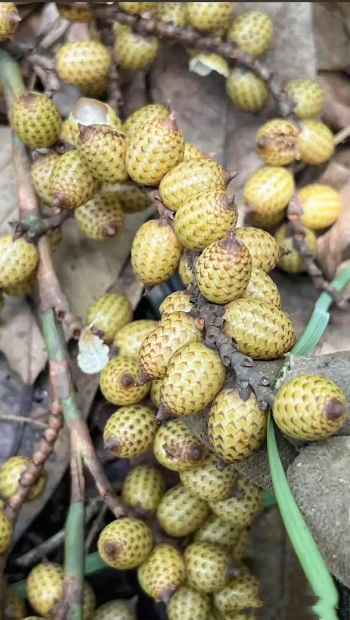 听说这果子叫做蛇果,是真的吗?