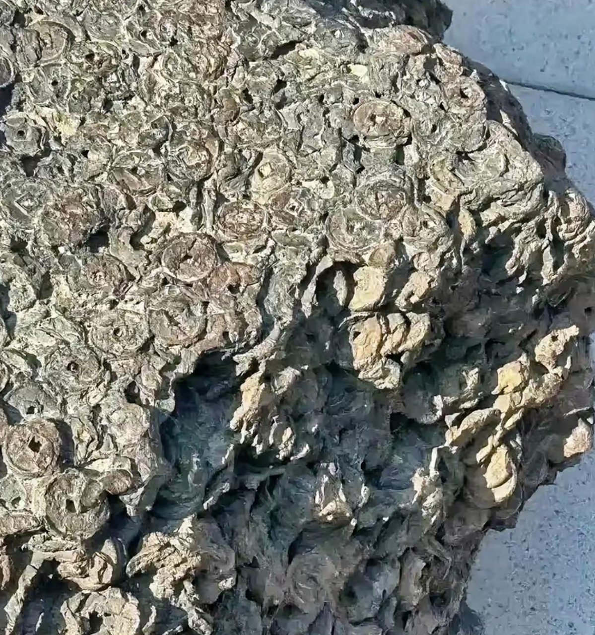 这些石头上的铜钱是真的吗,不知道值不值钱