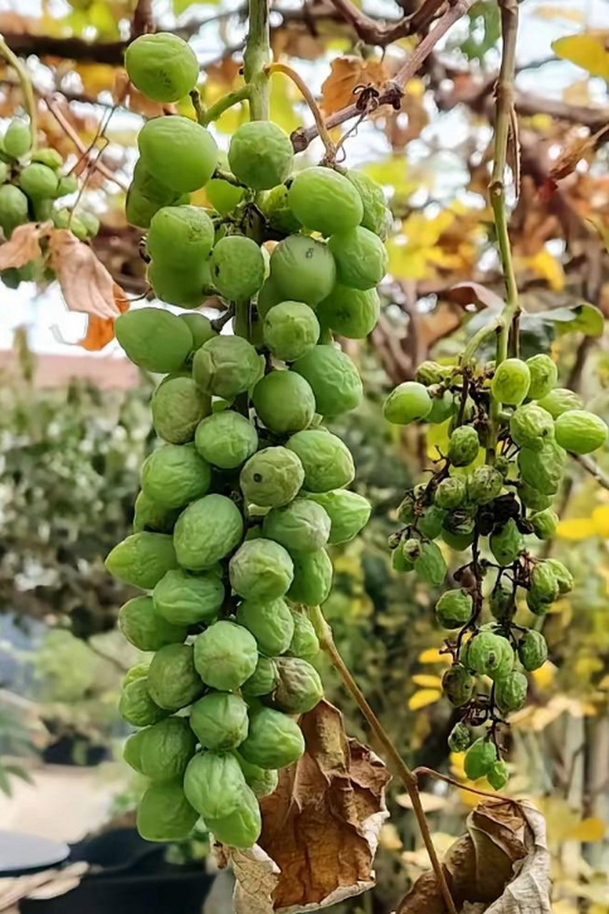 只要我摘的够晚,就能获得在长树上的葡萄干
