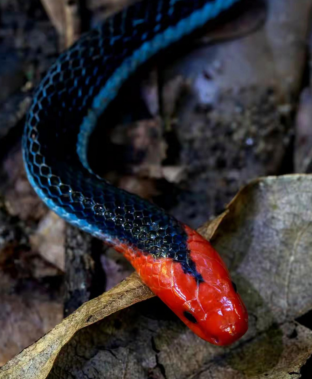 这蛇怎么又有红色又有蓝色的,我远称之为冰火两重天蛇
