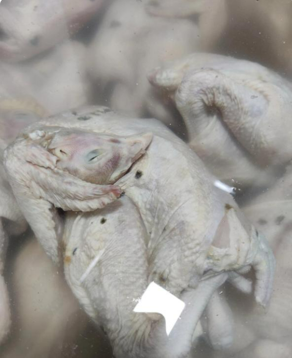 和领导去餐馆吃饭,去上了个厕所,就在卫生间看到了泡了几大盆的鸡,像