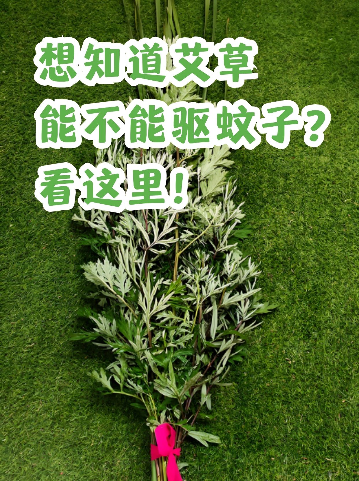 有些小伙伴会用老办法——艾草来驱蚊.