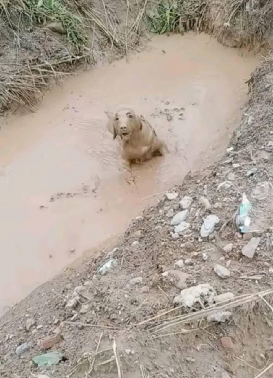 狗踩水泥路图片