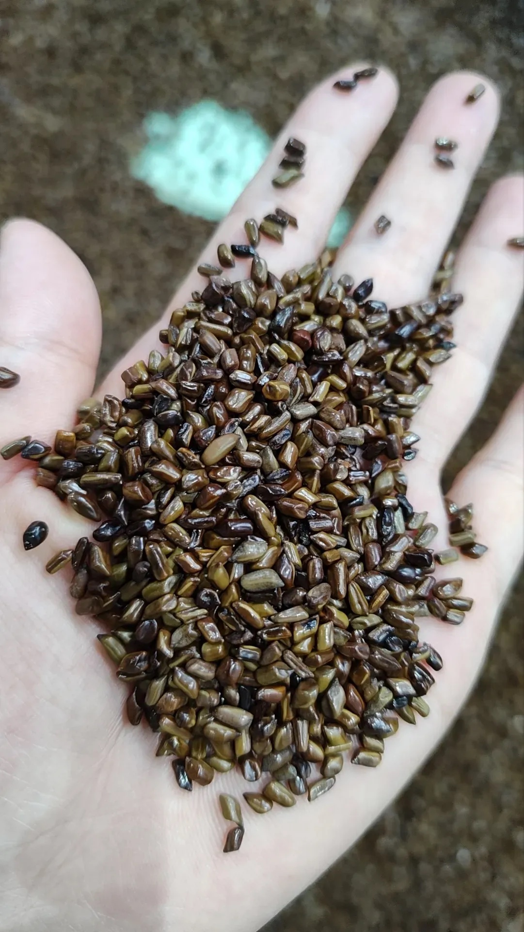 游乐场的这种是石子儿还是什么种子,小朋友玩的还挺高兴