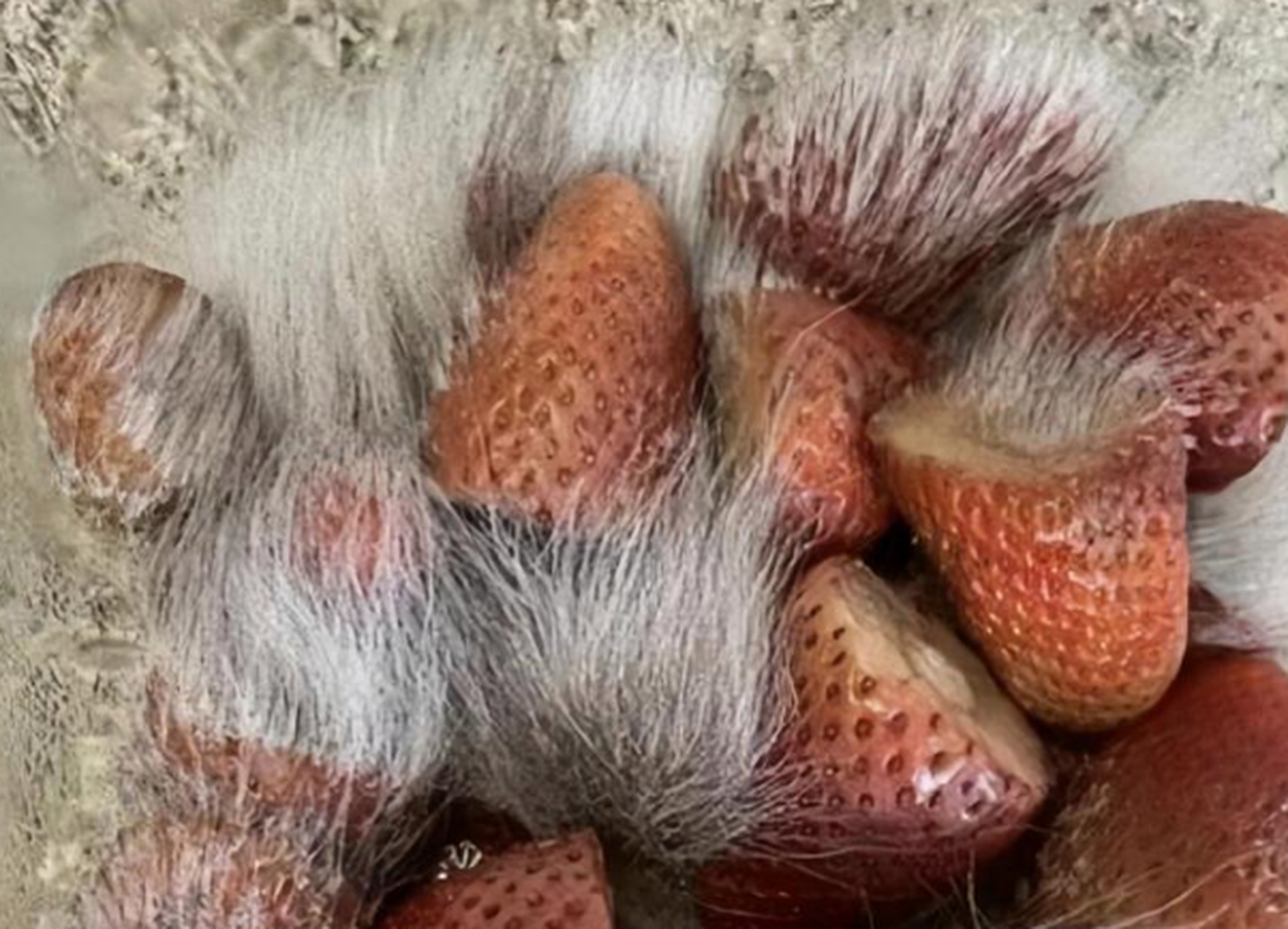 女朋友说给我买了长毛草莓,我还在想是什么新品种,结果一看全都发霉了