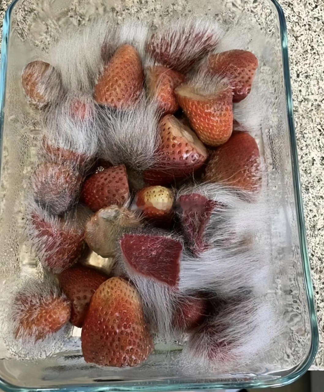 女朋友说给我买了长毛草莓,我还在想是什么新品种,结果一看全都发霉了