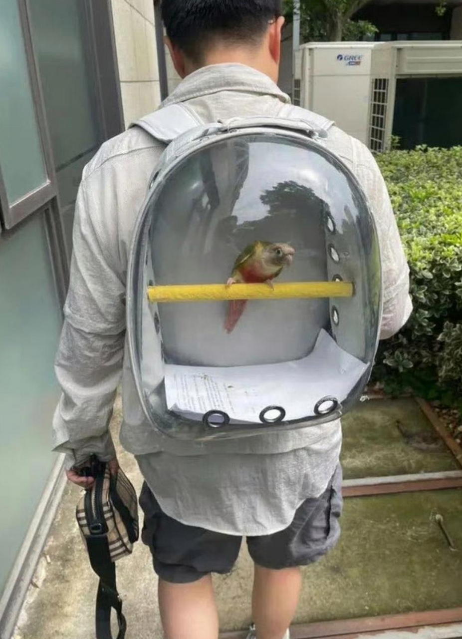 之前都是看那些大爷用笼子遛鸟,这种用背包遛鸟的还真是头一次见
