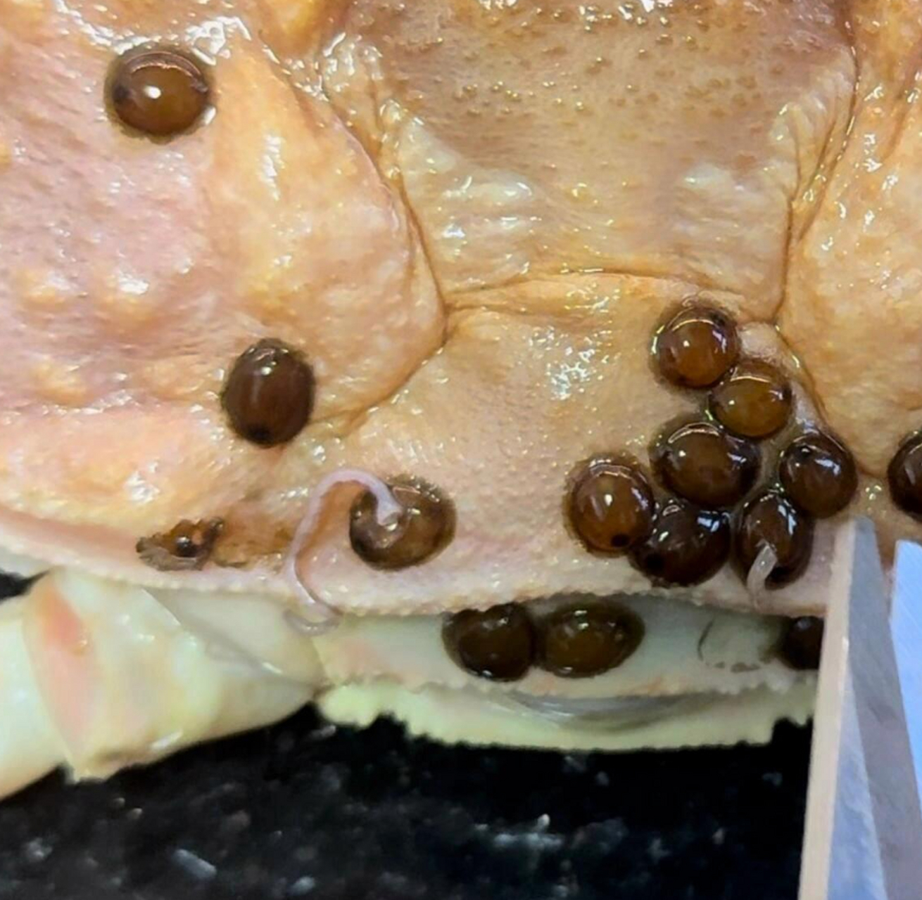 虽然知道应该是不影响吃螃蟹的,但是这些寄生虫看起来真的好恶心啊