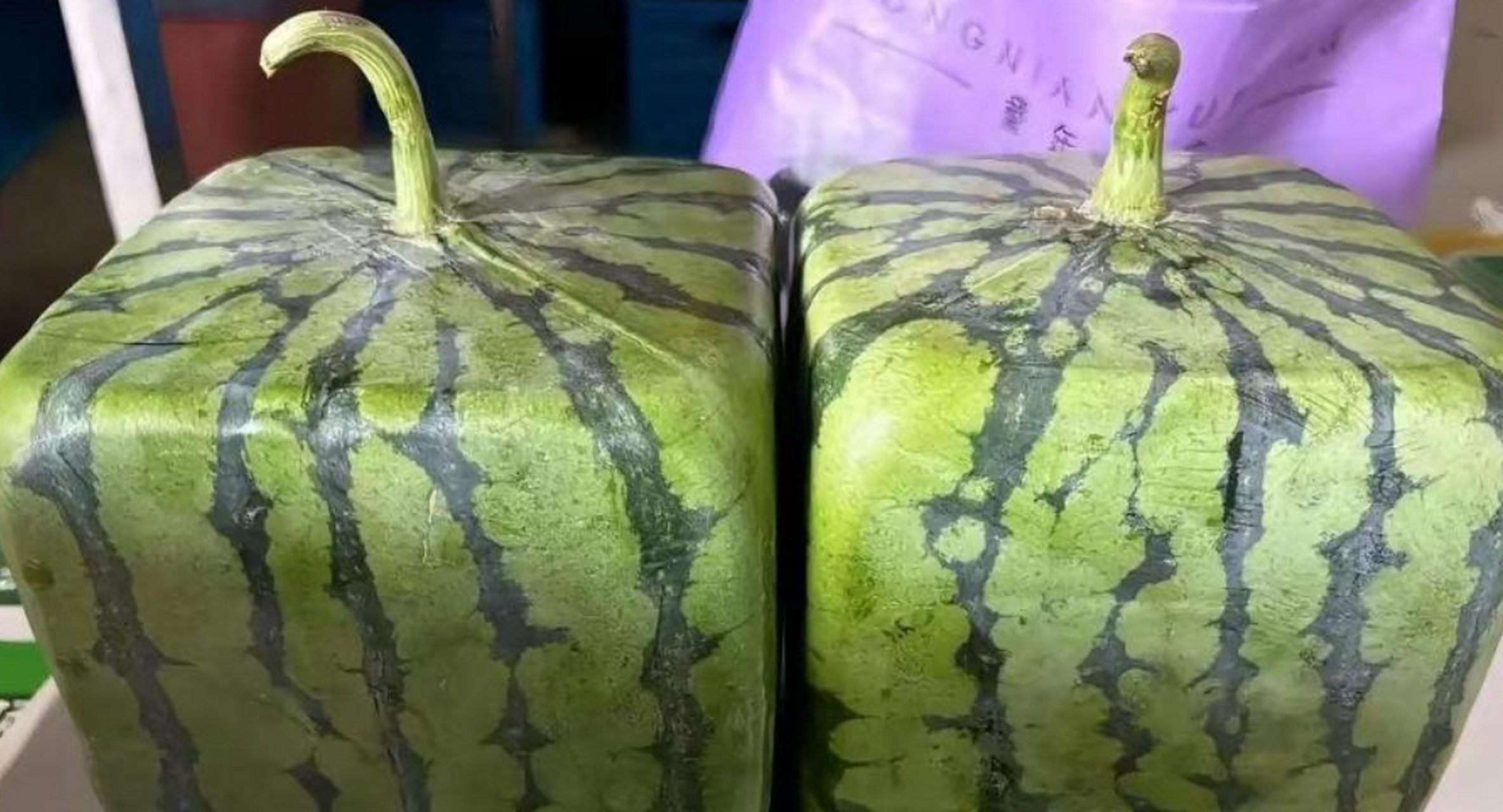 老板跟我说这是新品种方瓜,卖的还不便宜,结果买回来打开一看