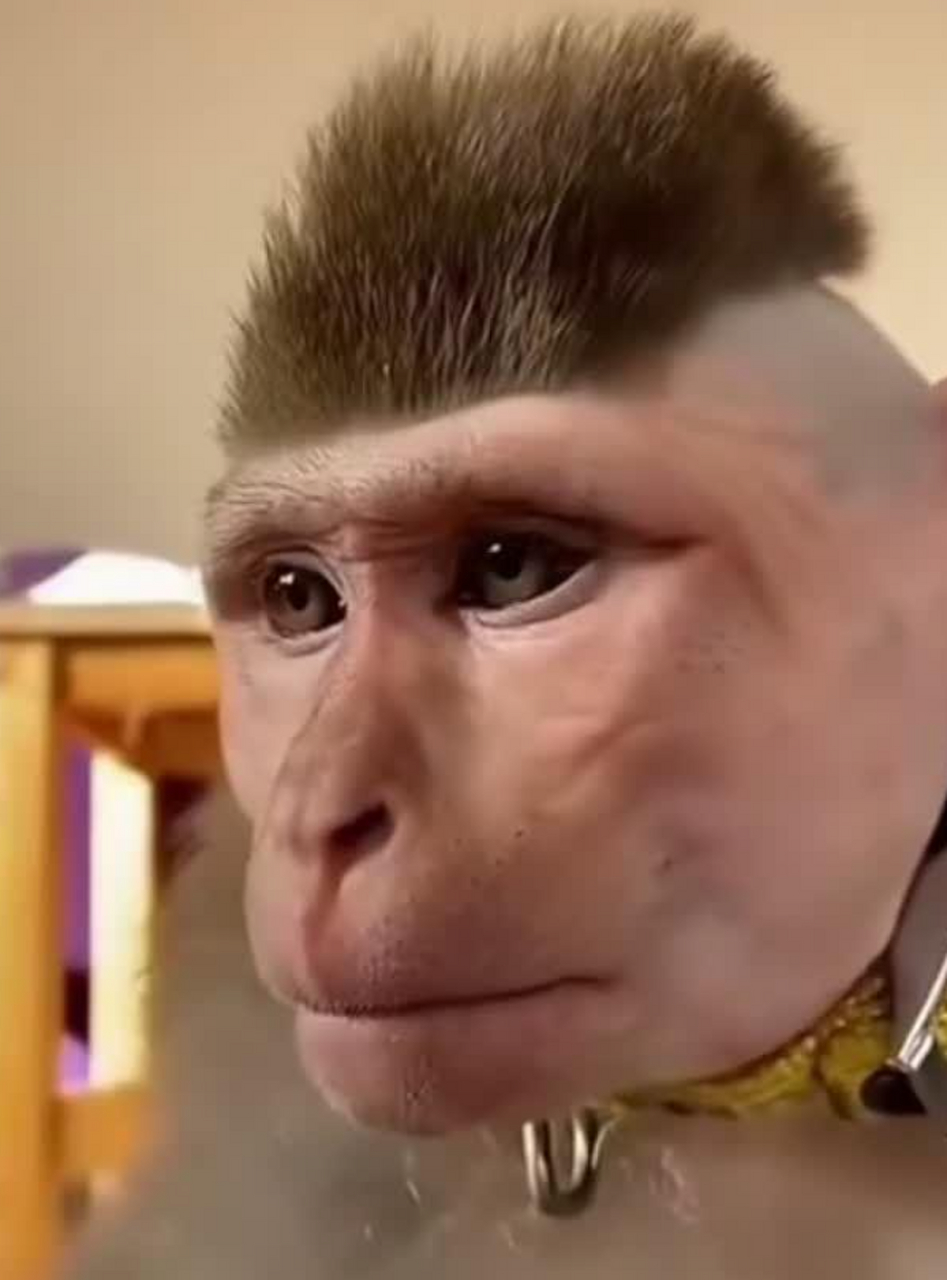 猴哥换了个发型,看起来还挺帅