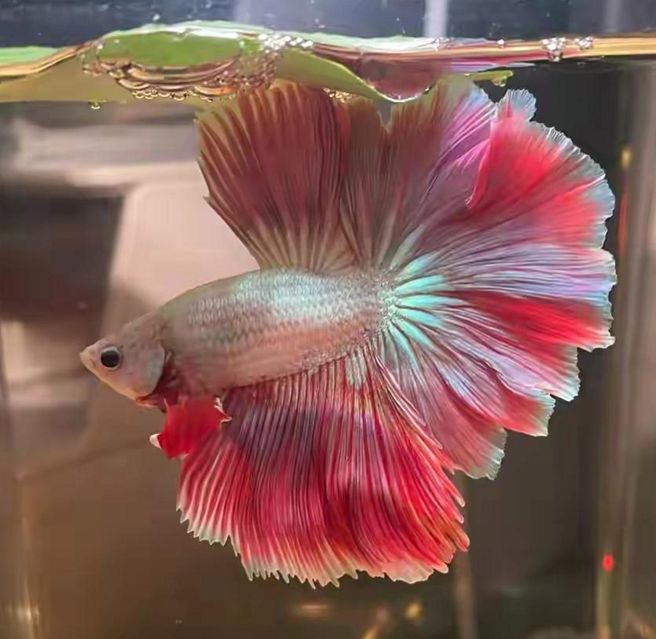 曾经漂亮的小鱼儿,怎么养着养着就秃了呢