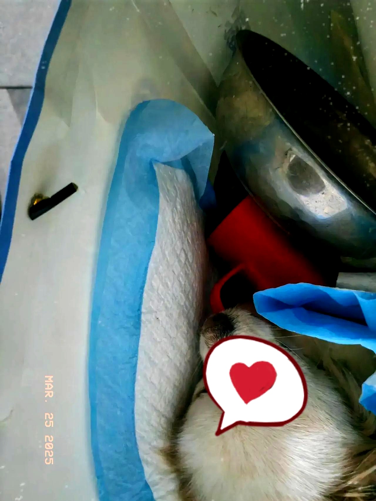 包含狗狗去世超度对它好吗的词条