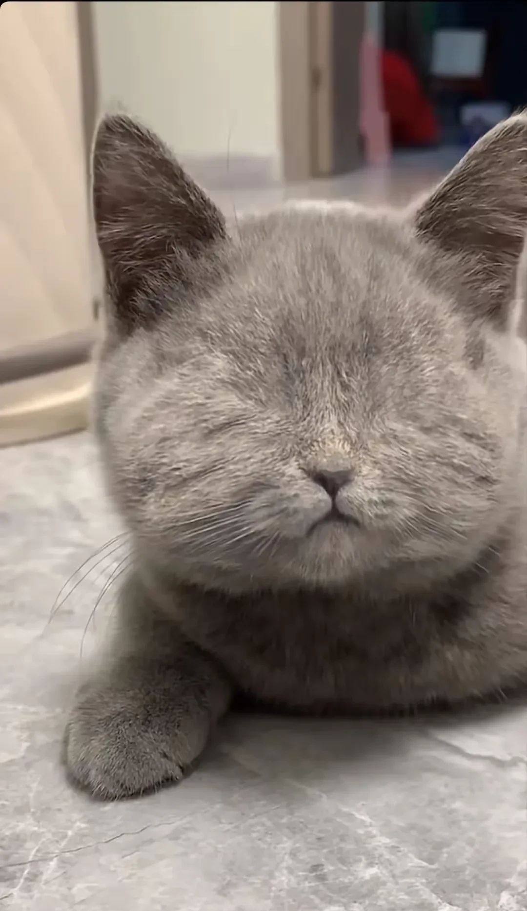 发现了一只灰色小猫咪,它没有眼睛,躺在草地上饿得喵喵叫,好可怜