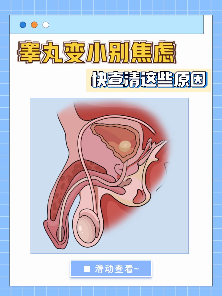 睾丸变小的原因可能是以下几个: 先天性因素影响 疾病因素导致 激素