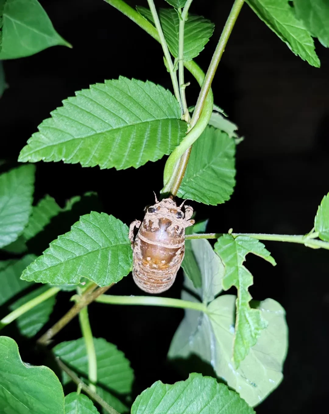 树多,知了猴也多,没出土的,就挖洞灌水,它就乖乖出来了