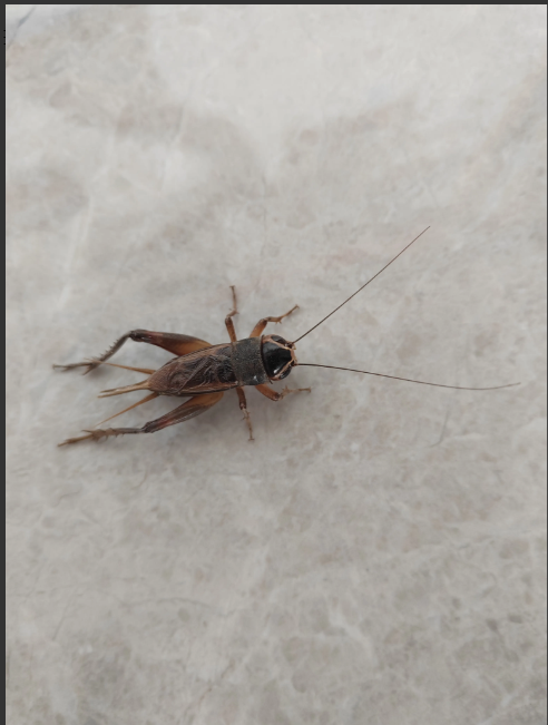 这是什么?像蚂蚱,又不像,像蛐蛐,又不叫.看到我也不躲.