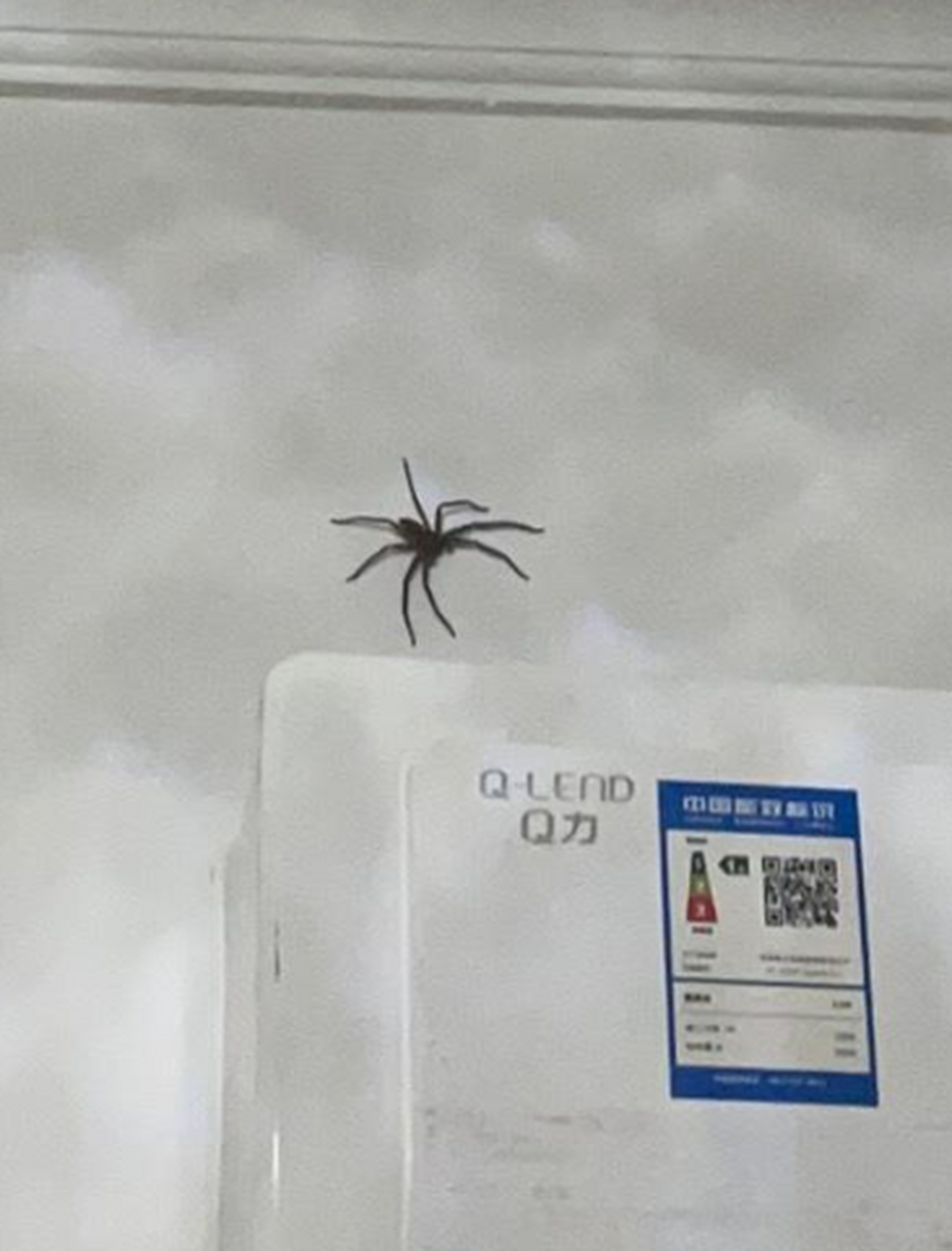 在家里发现了好大一只白额高脚蛛,对蟑螂无害,吃人,吃完人就会自己