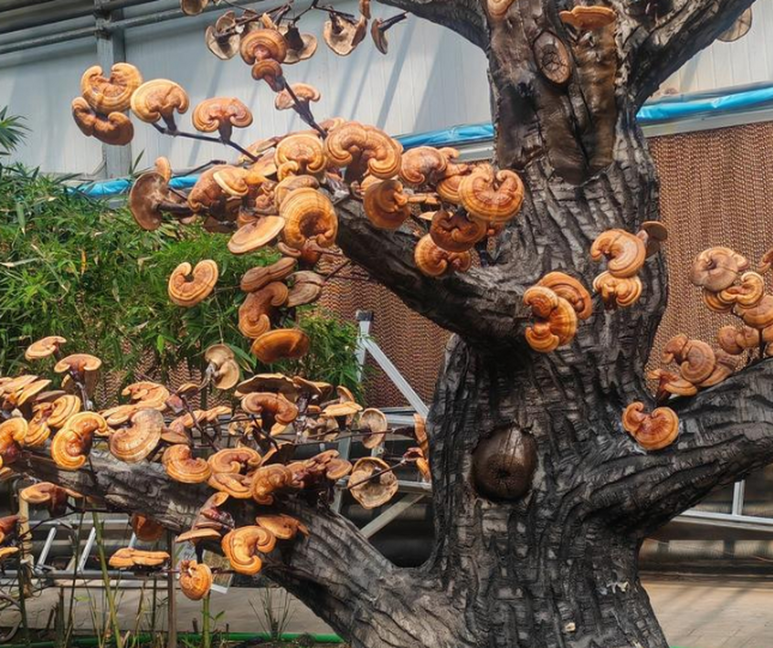 这莫非是什么千年灵芝树?