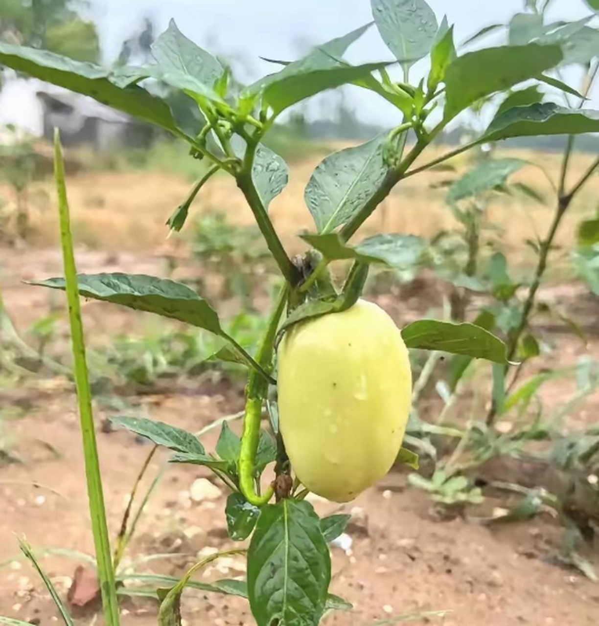 这小辣椒是不是长得有点像茄子了