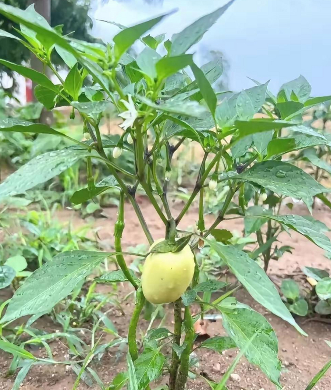 这小辣椒是不是长得有点像茄子了