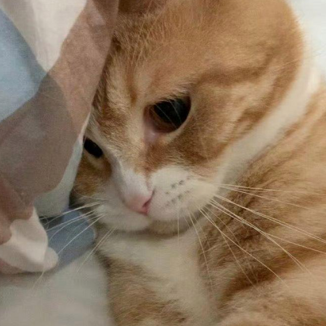 感觉像是一只受了委屈的小猫