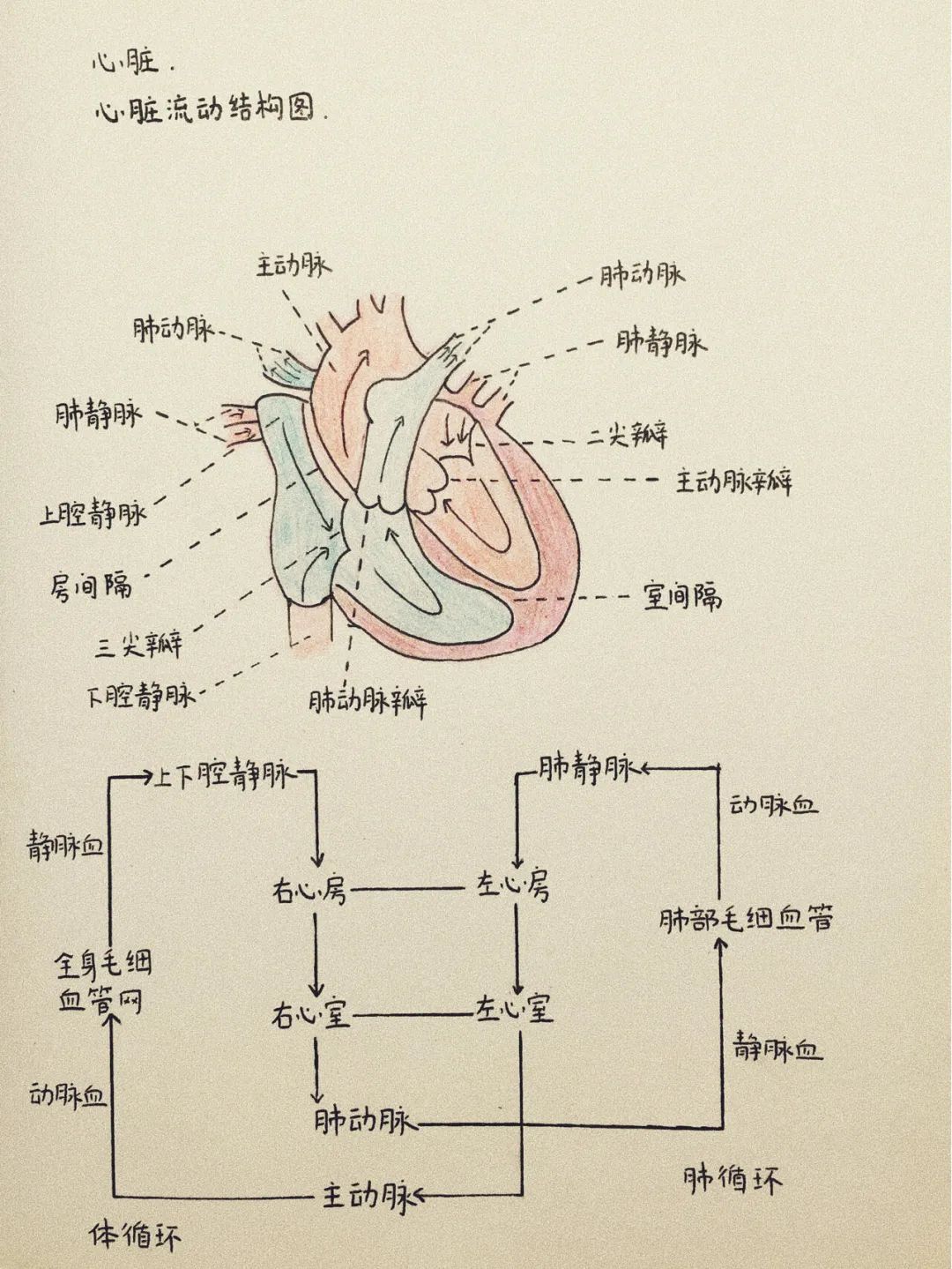 简易心脏图四格图片