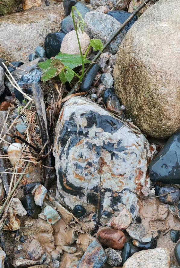 陪男朋友在河边钓鱼,闲得无聊就到处逛了逛,看到了几个独特的石头