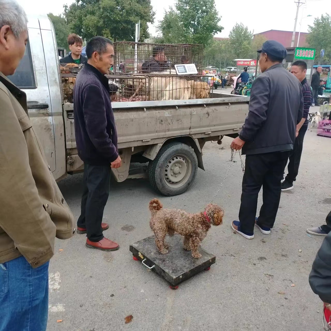 杀狗超度-杀狗有忌讳吗