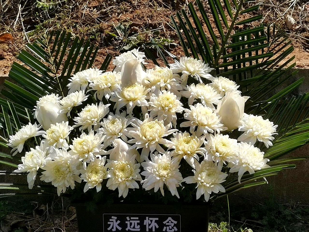 和姨夫的坟墓,邻近山坡也有新竖起的墓碑