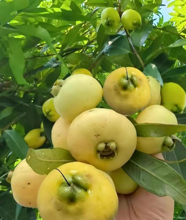 去战友家游玩,在一别墅区看到的,远远的看去我还以